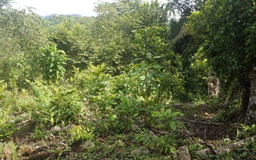 Serene Lot in Palmar Sur: Explore the Possibilities and Invest in Your Future.