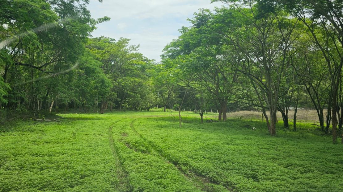 FINCA BUENA VISTA BEACH-MOUNTAIN Guanacaste | REMAX