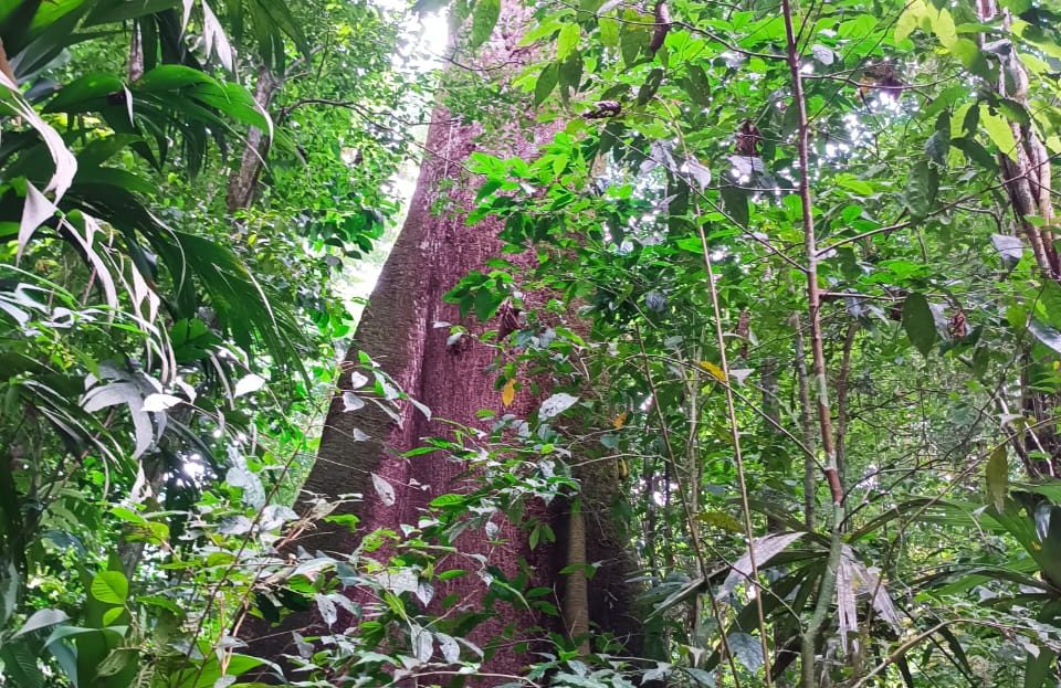 Golfito>Guaycará Real Estate Listings 30348