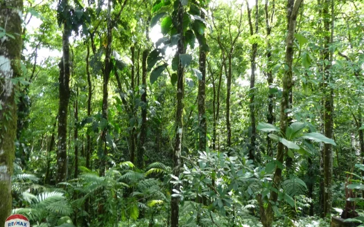 Golfito>Pavones Real Estate Listings 23550