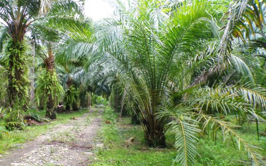 Golfo Dulce View Palm Estate