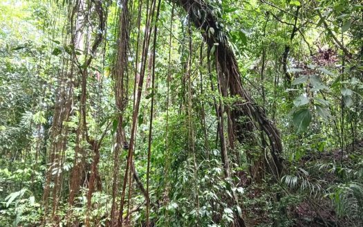 Golfito>Pavones Real Estate Listings 26463