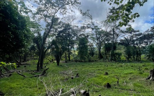 Unique Opportunity, 61,39 acres with Spring and Forest