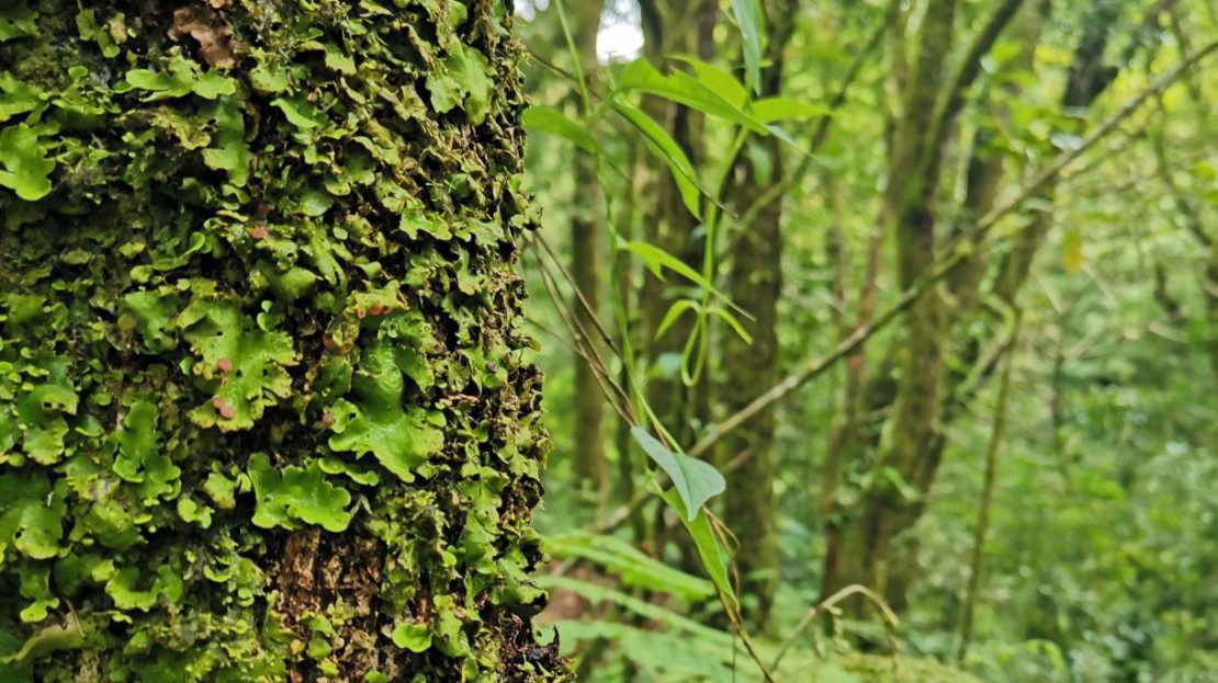 13.25 Hectares with Waterfalls and Cypress Forest