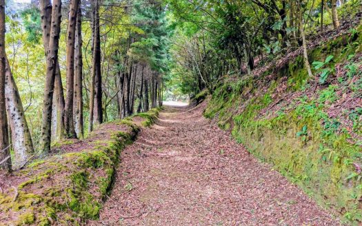 Valverde Vega Sarchí