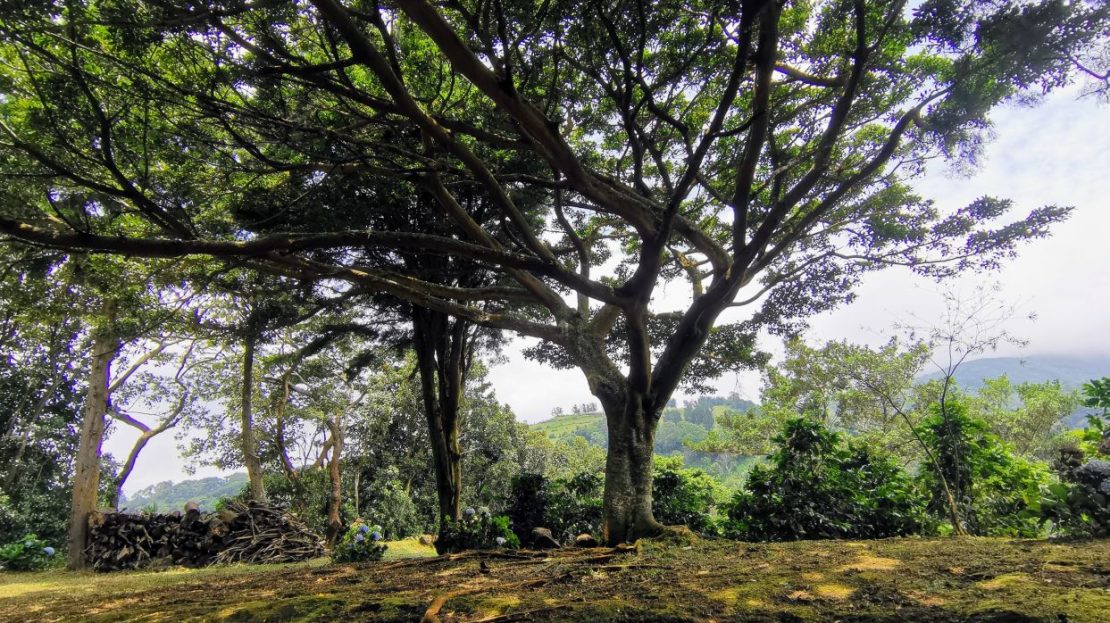 Property for Sale in Sarchí Norte.