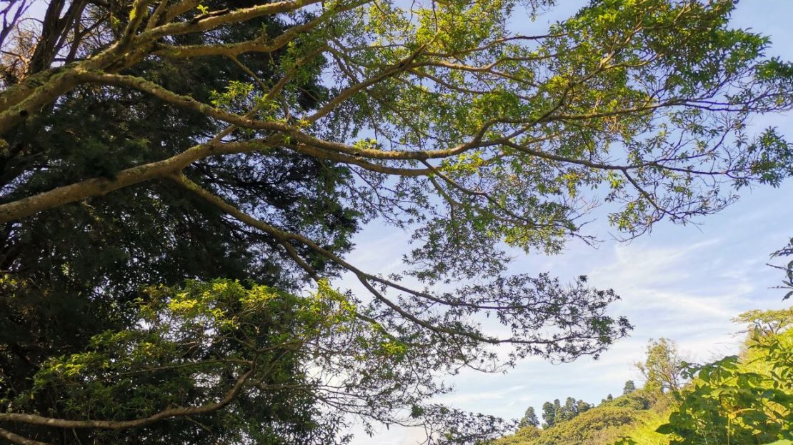 Land for Sale in Zarcero