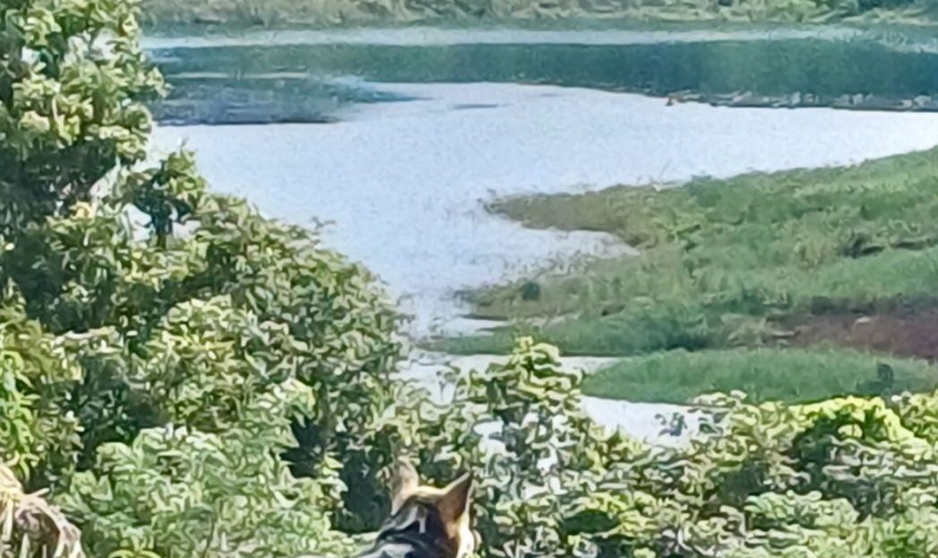 Guanacaste