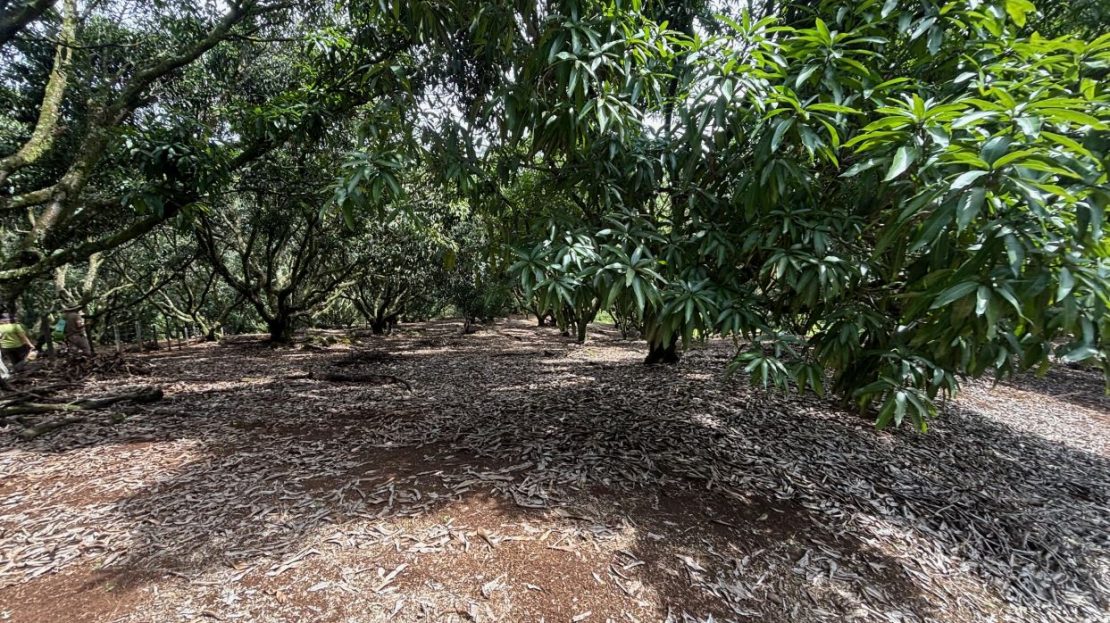 New to market!  Very exclusive lots in private community in the Atenas countryside