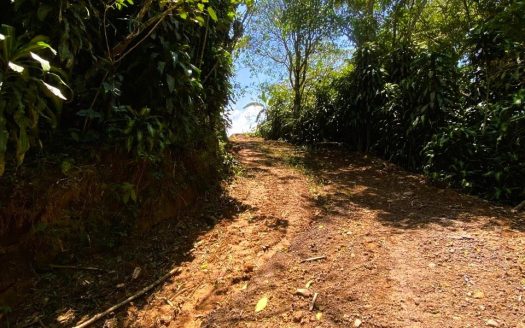 LOT FOR SALE IN SANTIAGO SAN RAMON