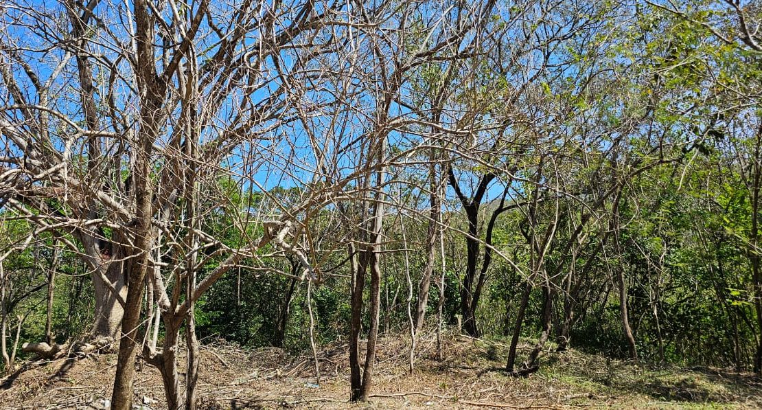 4 BUENA VISTA DE SAMARA Guanacaste | REMAX