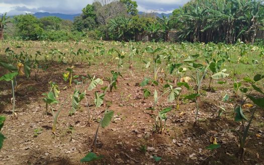 Great Investment Opportunity in Orotina! 🌟