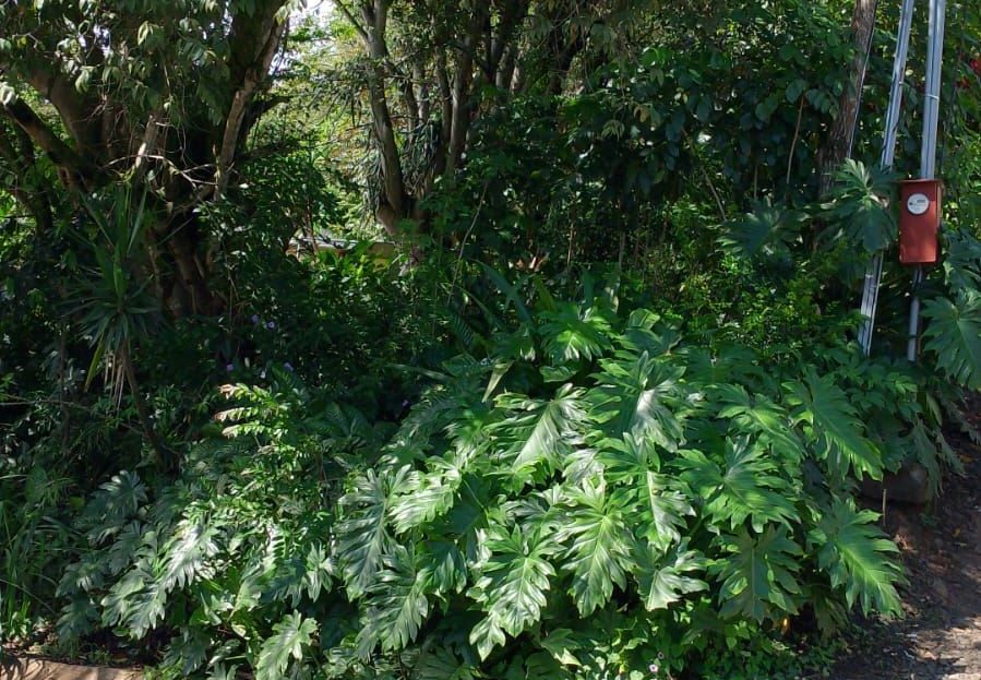 Costa Rica Real Estate