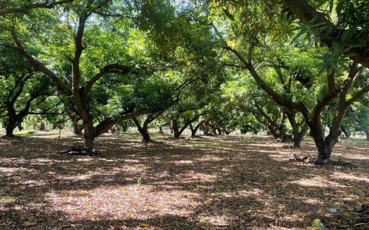 UNIQUE OPPORTUNITY IN ARANJUEZ, PUNTARENAS!