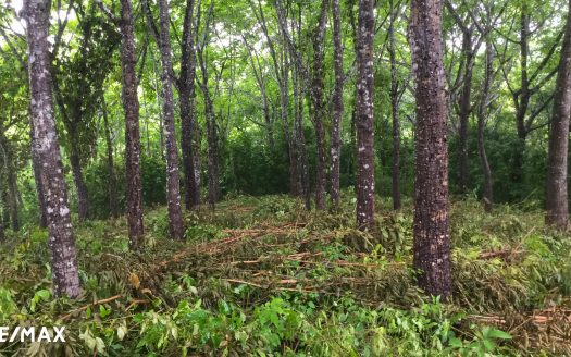 SELVA VISTA – Your Jungle Escape Above Ostional Guanacaste | REMAX