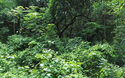 Amazing lot for sale in San Mateo