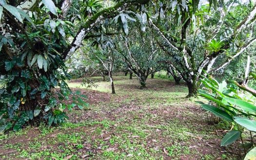 Bambu House in Turrubares – Live in Harmony with Nature