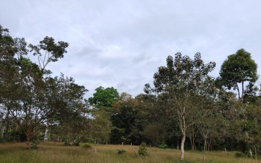 Contry Farm in Guanacaste – Bijagua, Buena Vista