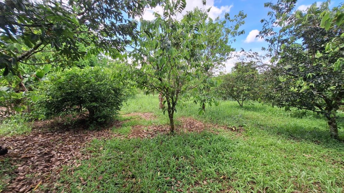 Costa Rica Real Estate