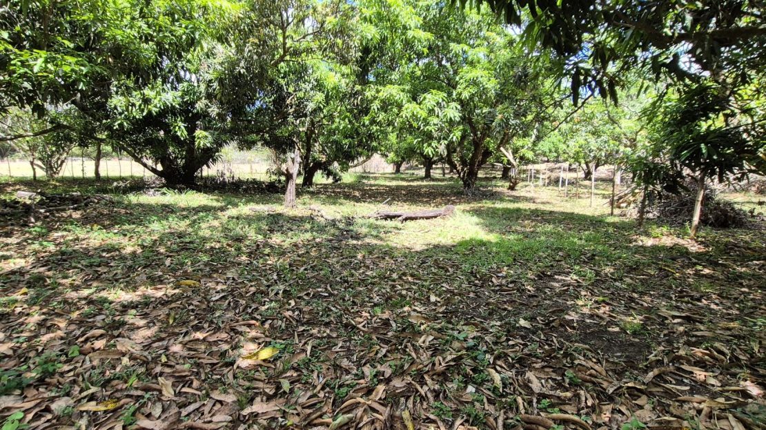 Peaceful 1.10-Acre Lot Surrounded by Nature – Just 10 Minutes from Downtown Atenas