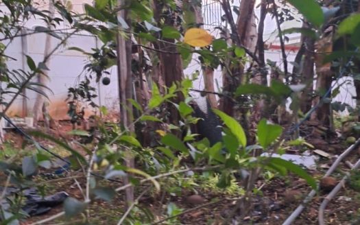 4,321 m² lot for sale | Barrio San Rafael, Pérez Zeledón, Costa Rica | Residential and/or commercial potential