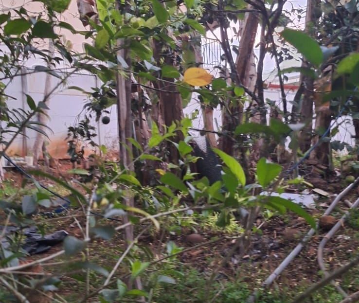 Costa Rica Real Estate