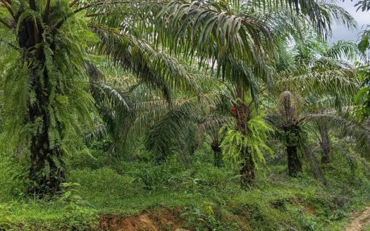 53-Hectare Property with Natural Springs and Rich Biodiversity in Guaycará, Golfito, Costa Rica