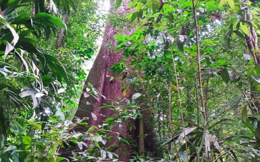 Golfito>Guaycará Real Estate Listings 30348