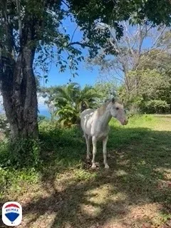 Premier 5 Hectare Full Oceanview Estate Lot