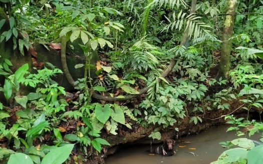 Golfito>Pilón Real Estate Listings 30721