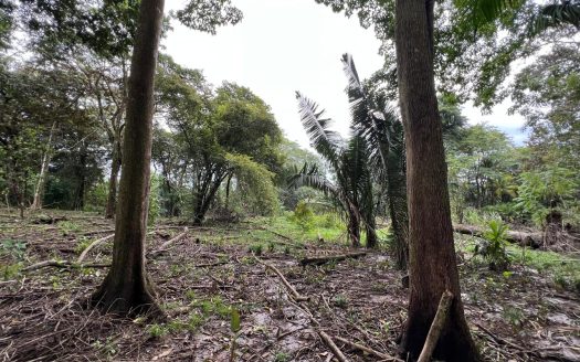 Golfito>Rio Claro de Pavones Real Estate Listings 30238