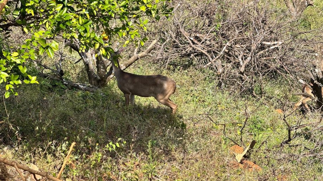 Hojancha Preciosa – 5 amazing lots in Costa Rica Guanacaste | REMAX