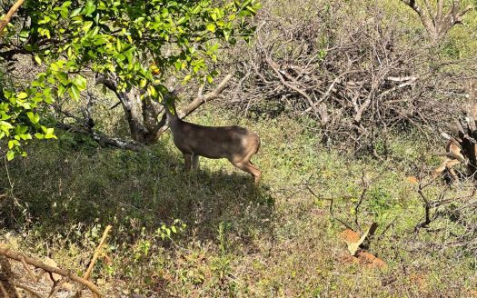 Hojancha Preciosa – 5 amazing lots in Costa Rica Guanacaste | REMAX