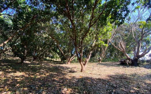 Beautiful Land Coyolar