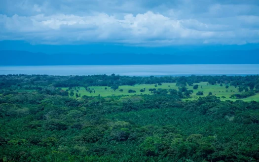 Osa Real Estate Listings 29515