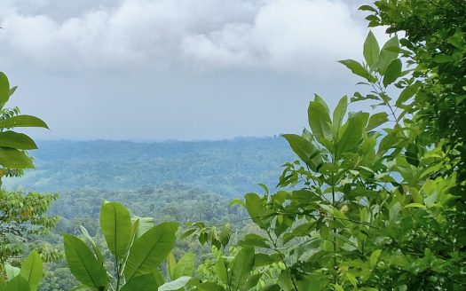 Osa>Bahía Drake Real Estate Listings 29838