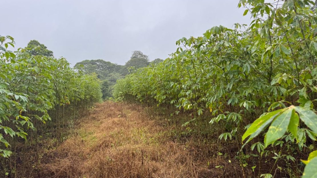 540 M2 Land Santa Isabel-Rio Cuarto-development houses or Farm