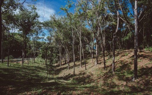 Pacific Ridge A1- Guanavista