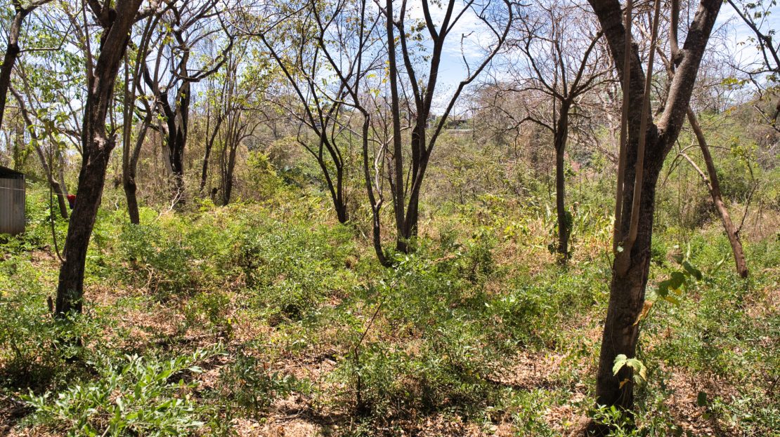 096 m² Jungle Sanctuary in Nosara Springs: The Perfect Balance Guanacaste | REMAX