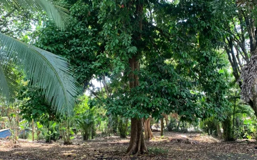 Puerto Jiménez Real Estate Listings 30016