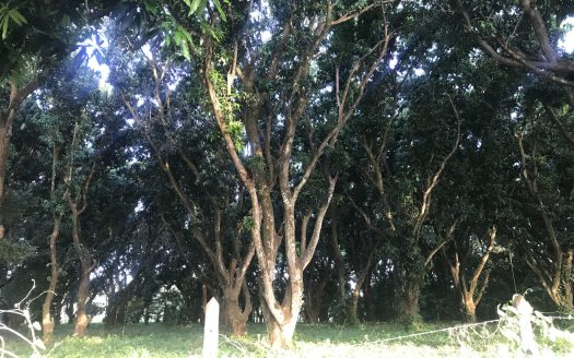 Flat Lot | Higuito – San Mateo | Commercial and Residencial Use