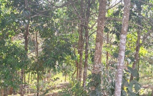 2,580 m² lot for sale in Pedregoso, Calle Calallo, Pérez Zeledón, Costa Rica, strategically located just 1 km from the main access.