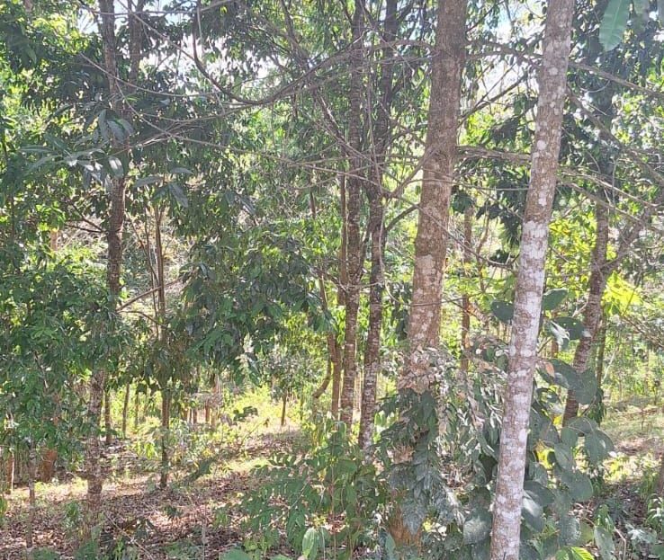 Costa Rica Real Estate