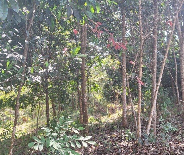 580 m² lot for sale in Pedregoso