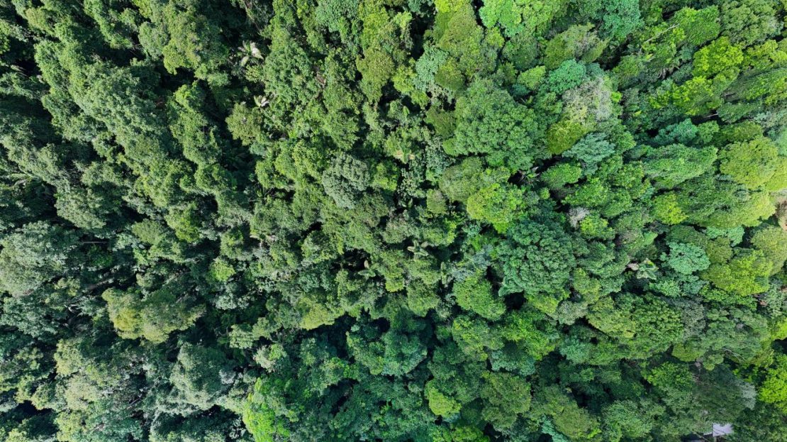 The Emerald Gateway: 11 Hectares of Virgin Rainforest Near San José