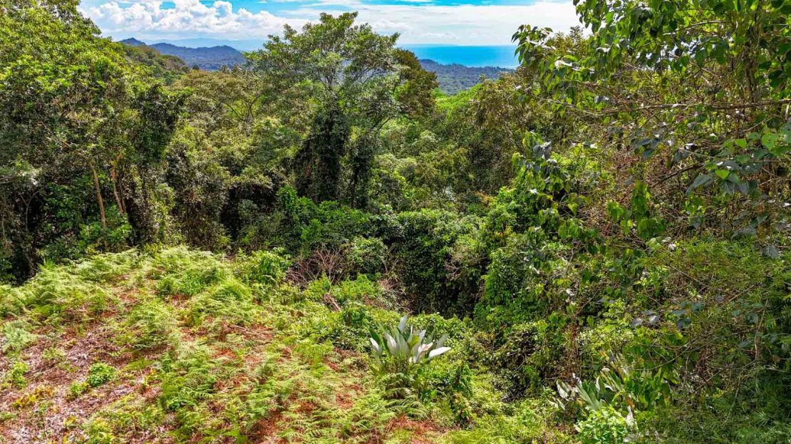 Jungle Lot for Sale in Ojochal With River & Waterfall