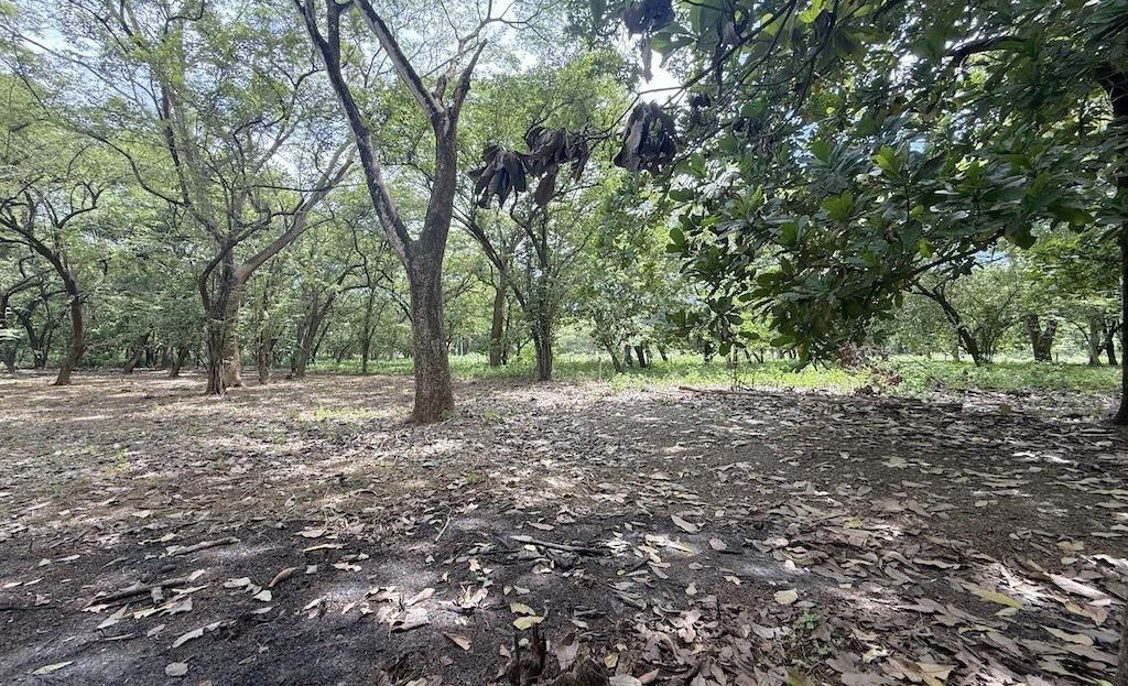 Costa Rica Real Estate