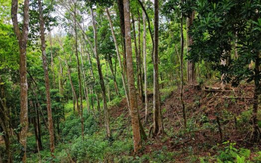 Land 7.000m for Sale in Miravalles de Rivas, Pérez Zeledón – Nature, Perfect Climate & High Investment Potential