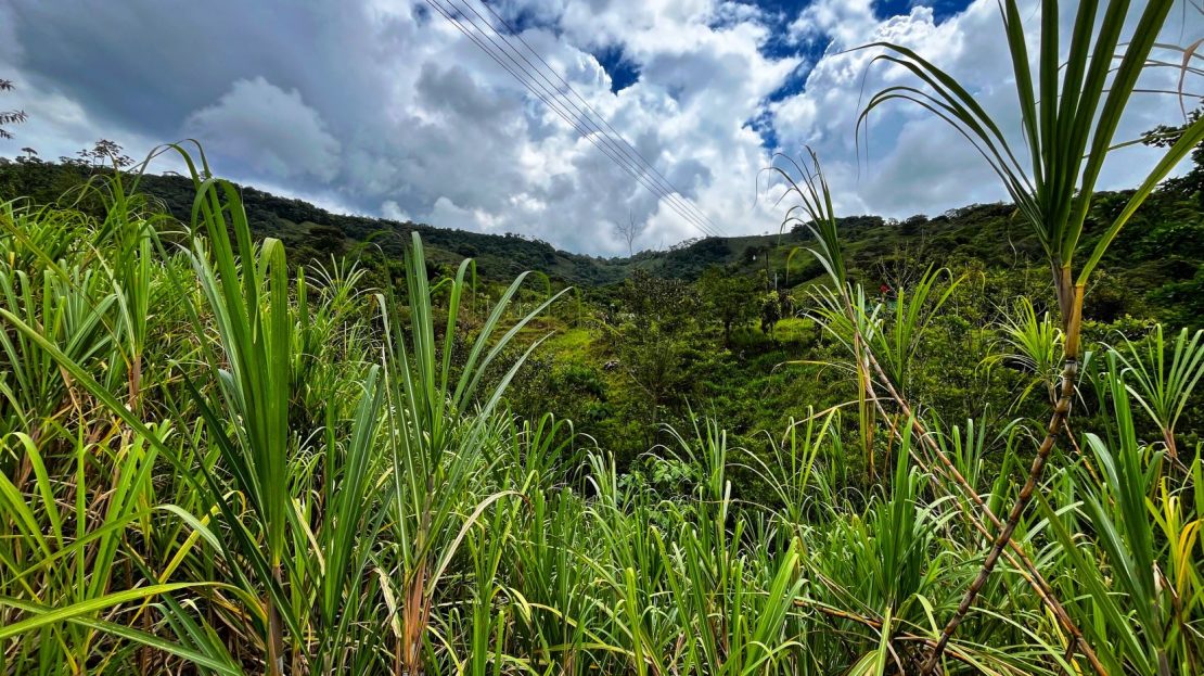 Serene San Blas Estate for Sale: 1.2 Acres with Creek