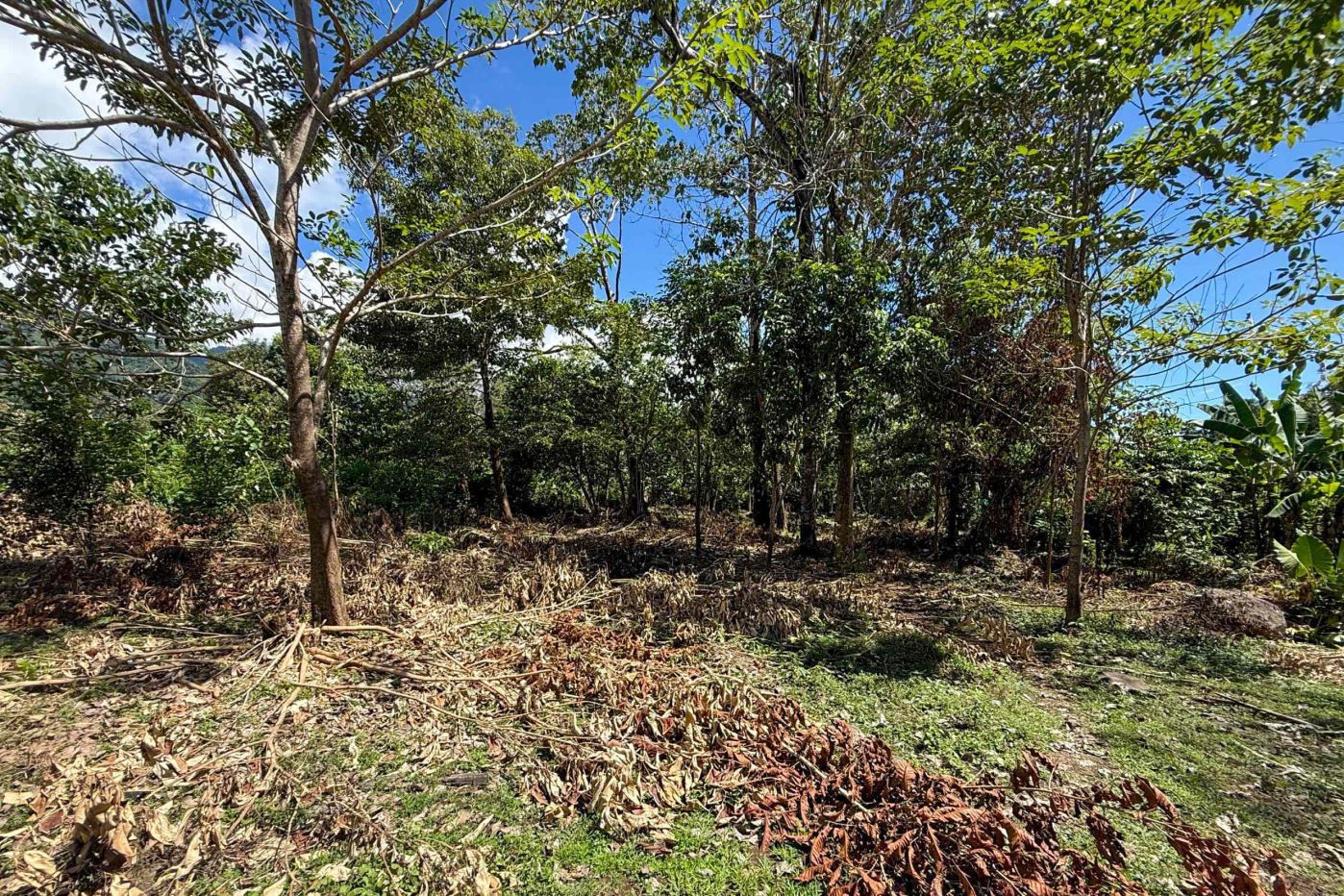 Easy-Access Building lot with Paved Road Access &amp; All Utilities Available on a Flat Half-Acre in Ojochal Costa Rica